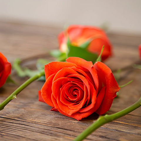 Fire Orange Santana Rose