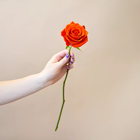 Fire Orange Santana Rose