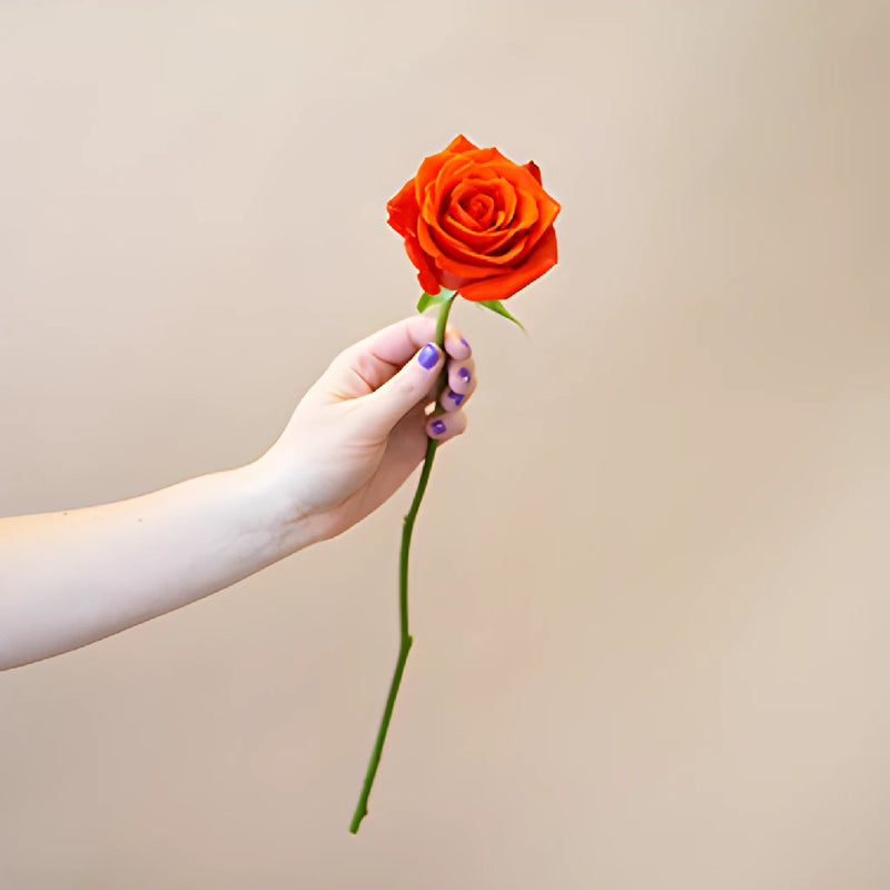 Fire Orange Santana Rose