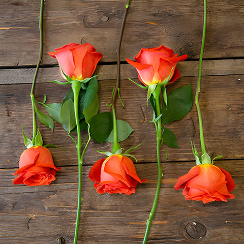 Fire Orange Santana Rose