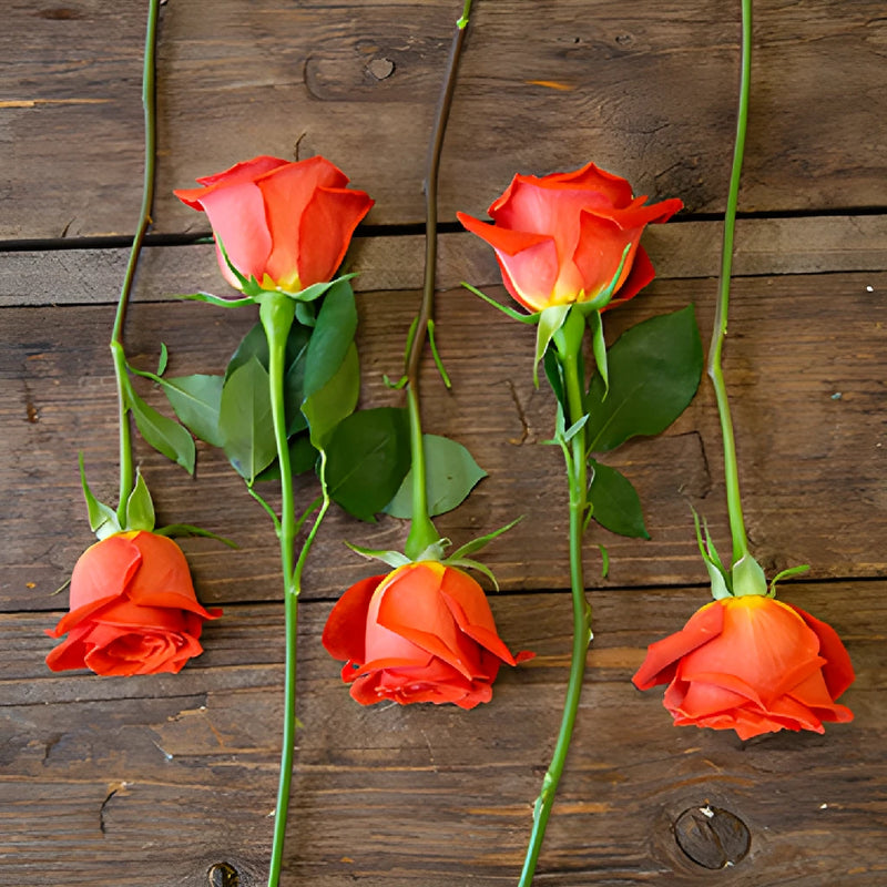 Fire Orange Santana Rose