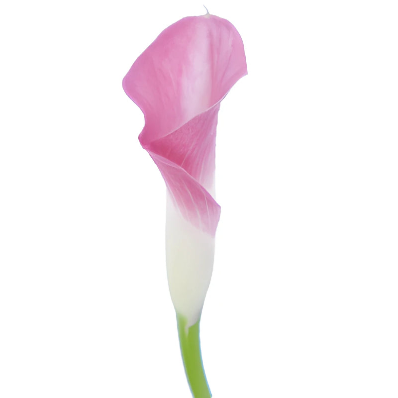 Pink Mini Calla Lily Flower