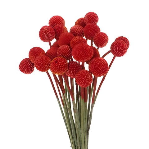Red Tinted Craspedia Billy Balls