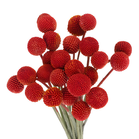 Red Tinted Craspedia Billy Balls