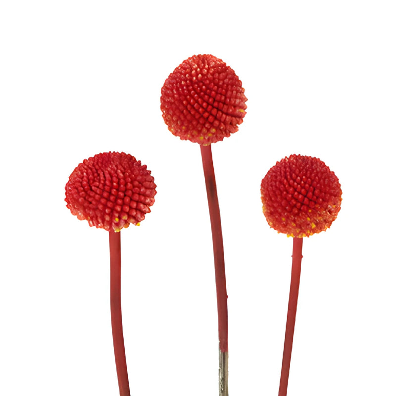 Red Tinted Craspedia Billy Balls