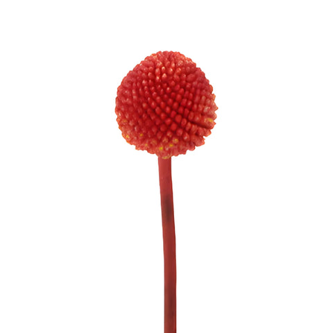 Red Tinted Craspedia Billy Balls