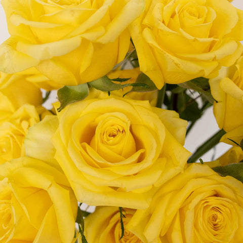 Bright Sun Yellow Fresh Cut Roses Close Up - Image