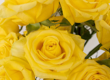 Bright Sun Yellow Fresh Cut Roses Close Up - Image