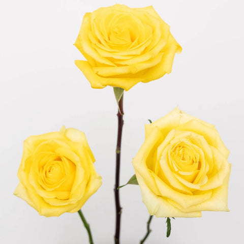 Bright Sun Yellow Fresh Cut Roses Stem - Image