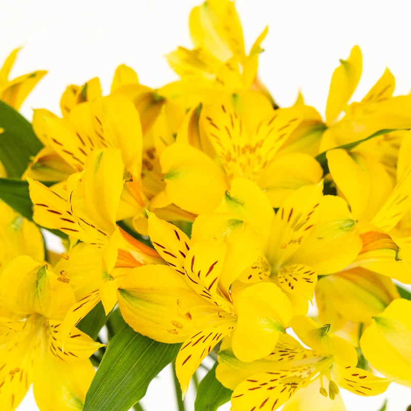 Bright Yellow Alstroemeria Flower Close Up - Image