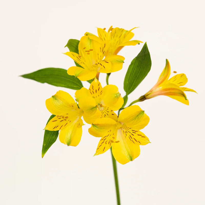 Bright Yellow Alstroemeria Flower Stem - Image