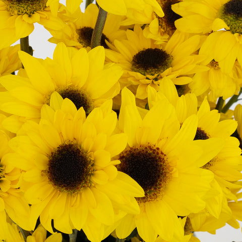 Bright Yellow Novelty Viking Pom Flower Close Up - Image