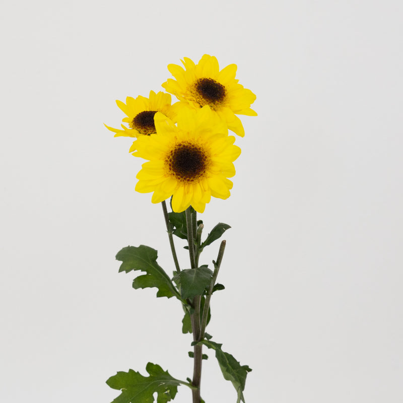 Bright Yellow Novelty Viking Pom Flower Stem - Image