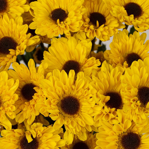 Bright Yellow Novelty Viking Pom Flower Close Up - Image