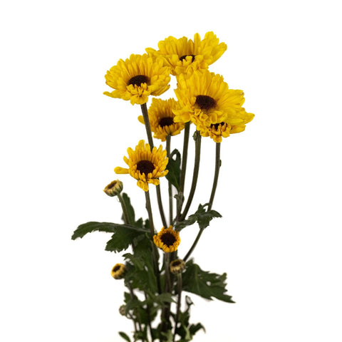 Bright Yellow Novelty Viking Pom Flower Stem - Image