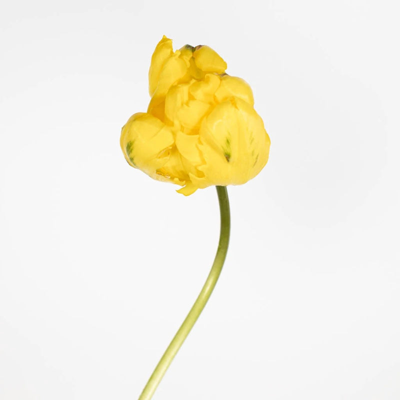 Bright Yellow Parrot Tulips Close Up - Image