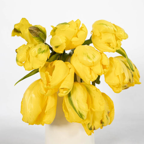 Bright Yellow Parrot Tulips Stem - Image