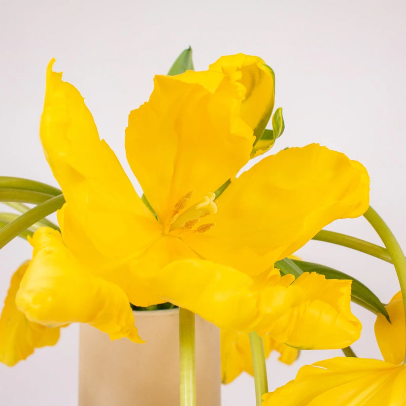 Bright Yellow Parrot Tulips Vase - Image