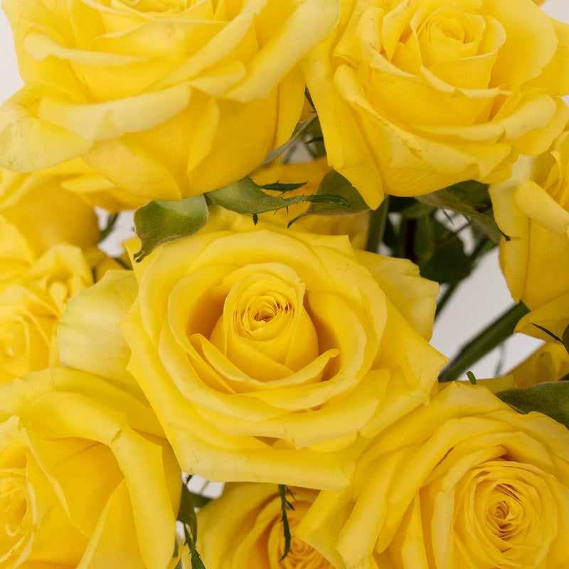 Bright Yellow Valentines Day Rose Special Close Up - Image