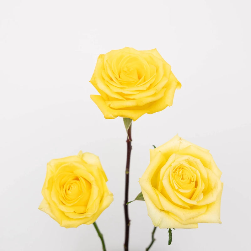 Bright Yellow Valentines Day Rose Special Stem - Image
