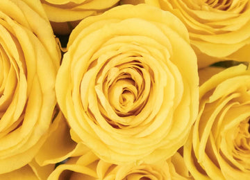 yellow roses close up of the flower