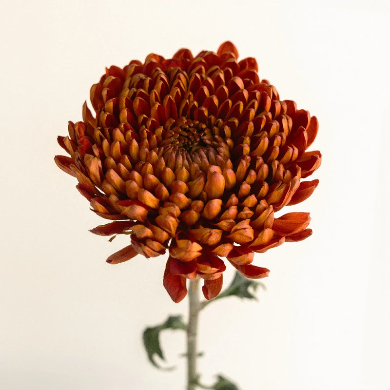 Bronze Football Mum Flower Stem - Image