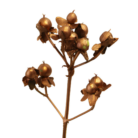 Bronze Tinted Hypericum Berries