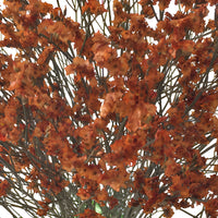 Burnt Orange Airbrushed Limonium Flowers