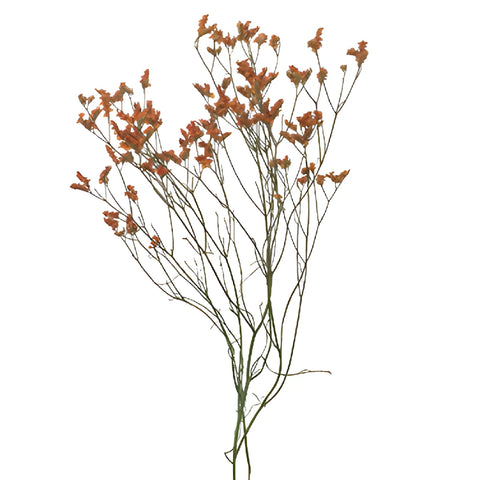Burnt Orange Airbrushed Limonium Flowers
