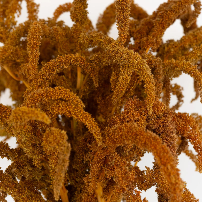 Bronze Upright Amaranthus Fresh Greens Close Up - Image