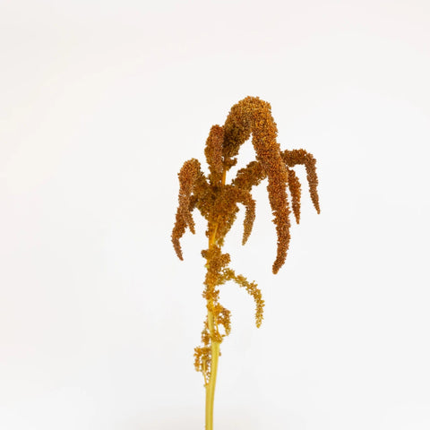 Bronze Upright Amaranthus Fresh Greens Stem - Image