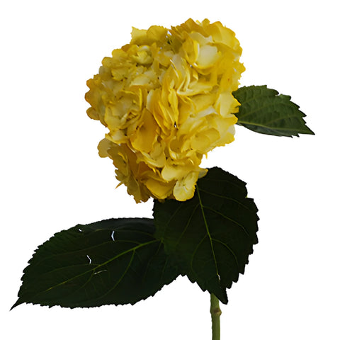 Bronze Yellow Enhanced Hydrangea Stem View