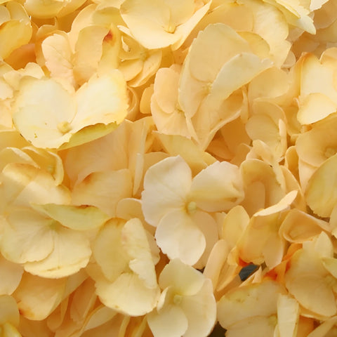 Bronze Yellow Enhanced Hydrangea Flower Up Close