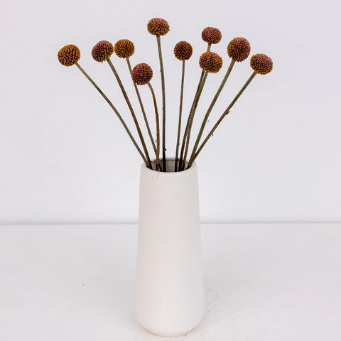 Bronzed Rose Gold Craspedia Billy Ball Apron - Image