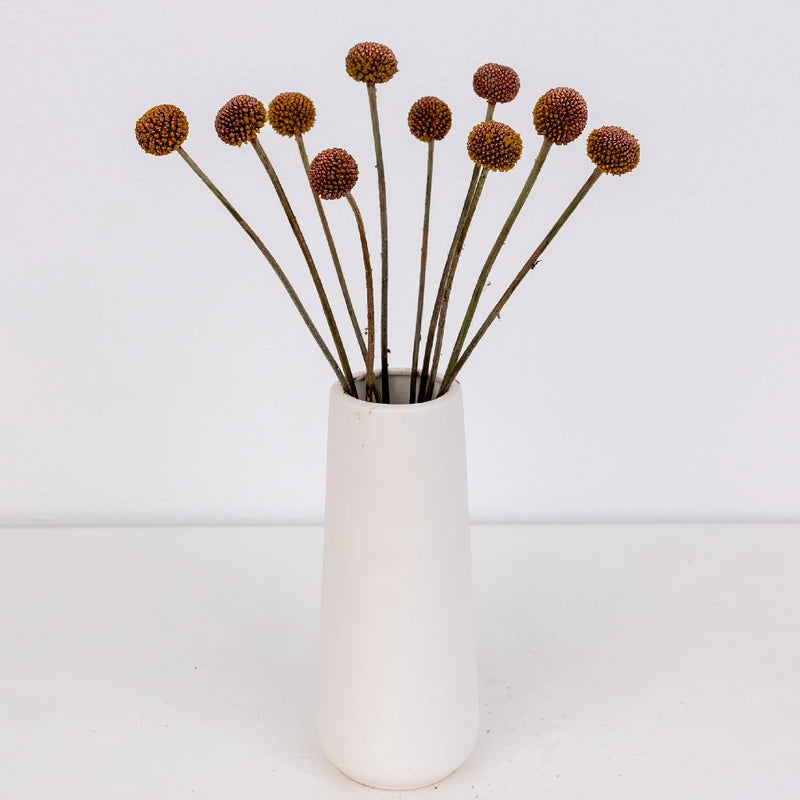 Bronzed Rose Gold Craspedia Billy Ball Apron - Image