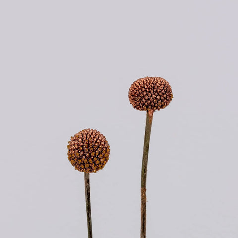 Bronzed Rose Gold Craspedia Billy Ball Stem - Image