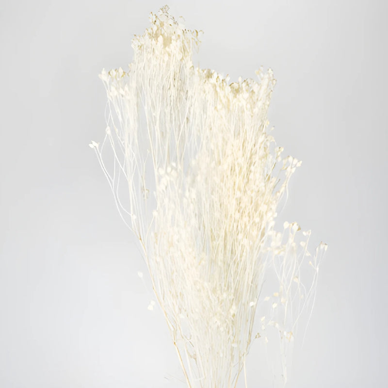 White Dried Broom Bloom