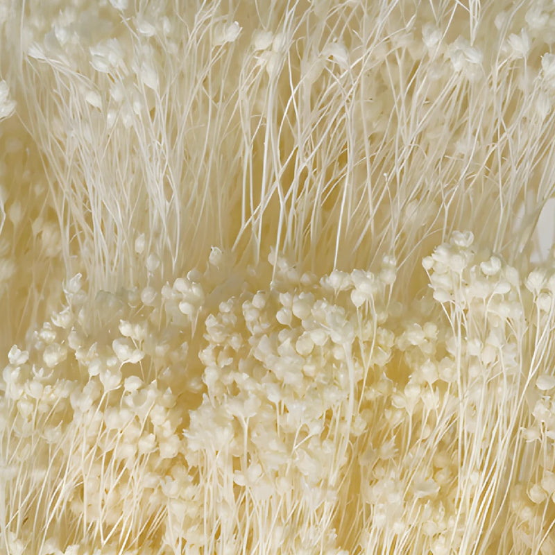 White Dried Broom Bloom