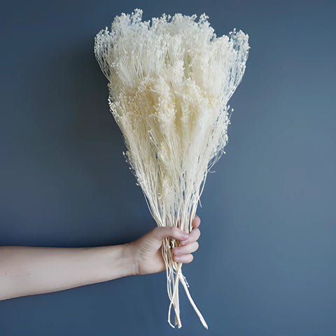 White Dried Broom Bloom