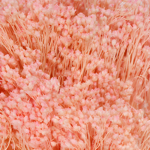Light Pink Dried Broom Bloom