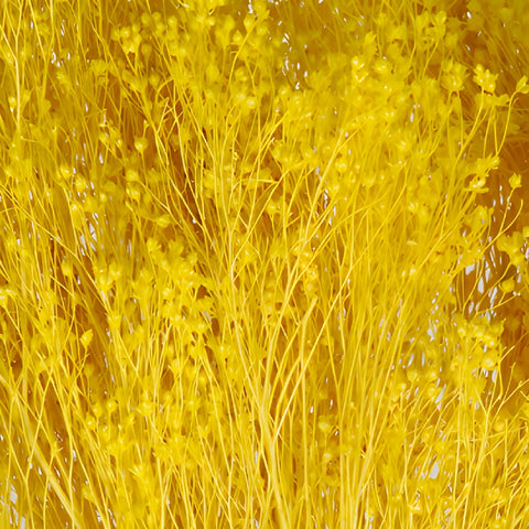 Mustard Yellow Dried Broom Bloom