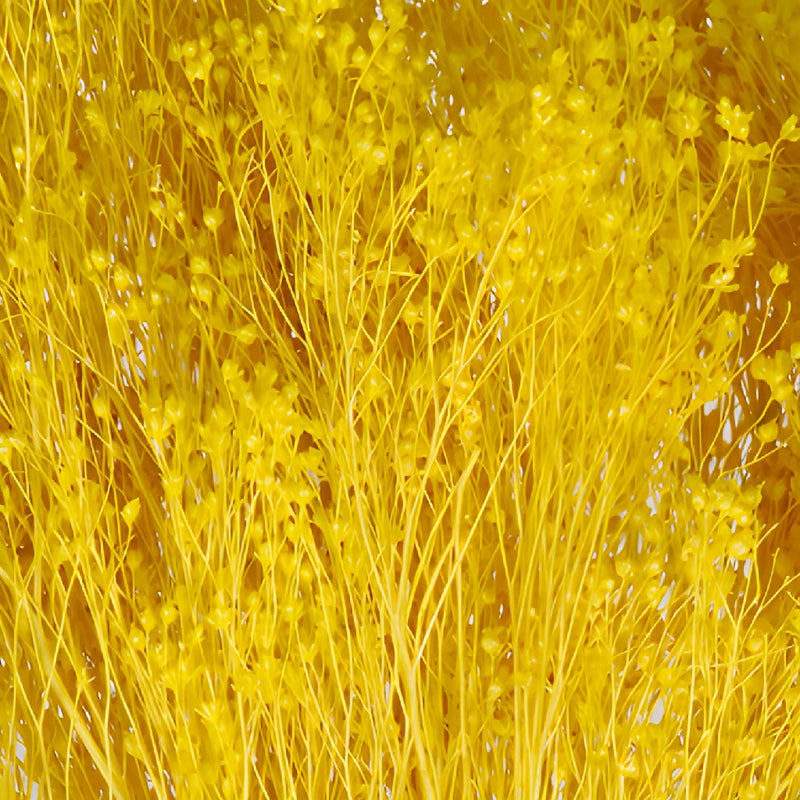 Mustard Yellow Dried Broom Bloom