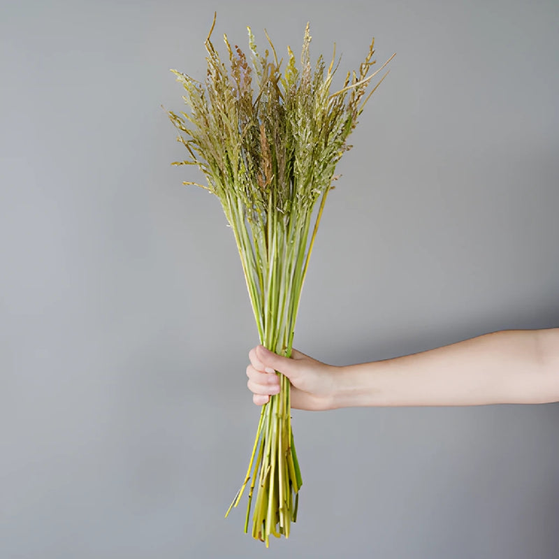 Fresh cut greens broomcorn autumn grass filler flowers sold near me