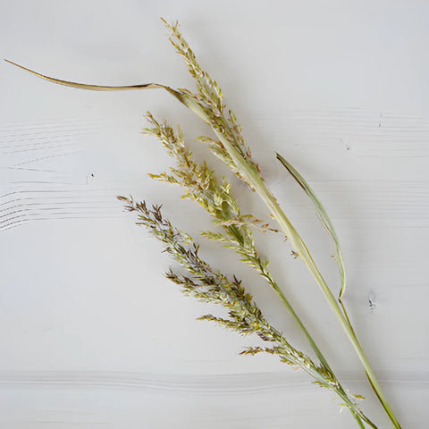 Wedding greenery broomcorn autumn filler flowers sold near me