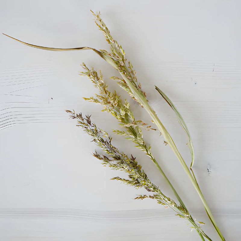 Wedding greenery broomcorn autumn filler flowers sold near me