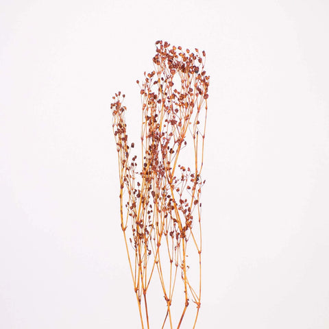 Brown Dried Babys Breath Flower Stem