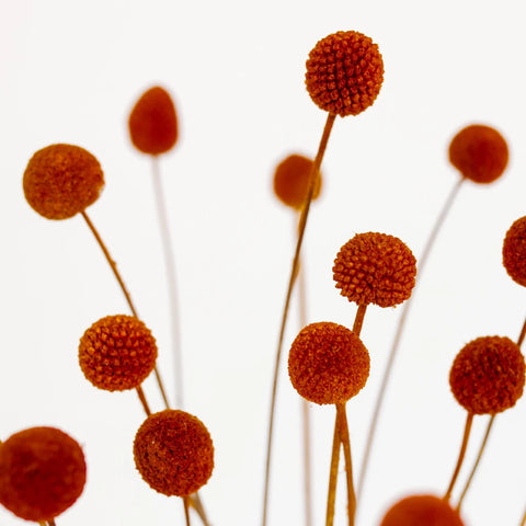 Brown Dried Craspedia Billy Ball Close Up - Image