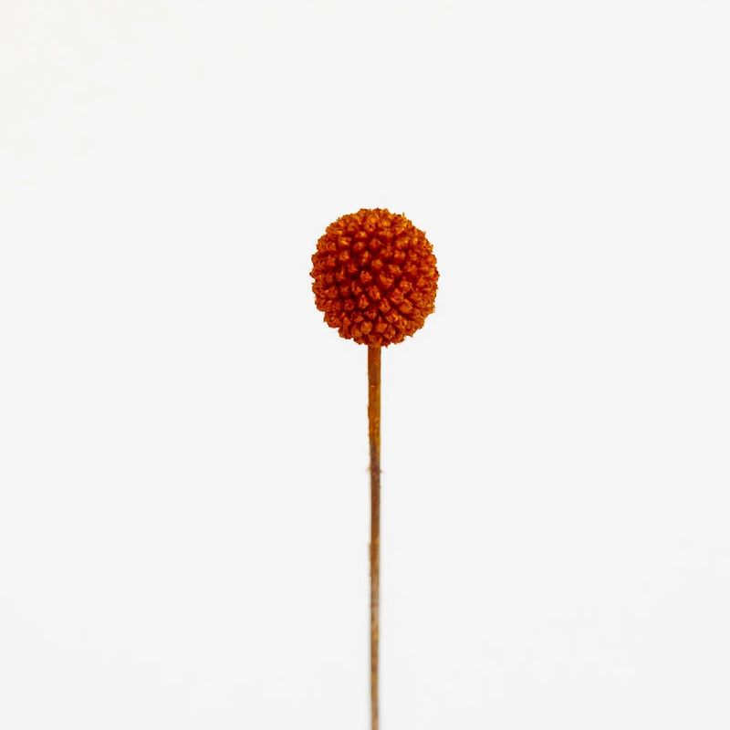 Brown Dried Craspedia Billy Ball Stem - Image