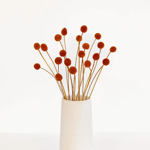 Brown Dried Craspedia Billy Ball Vase - Image