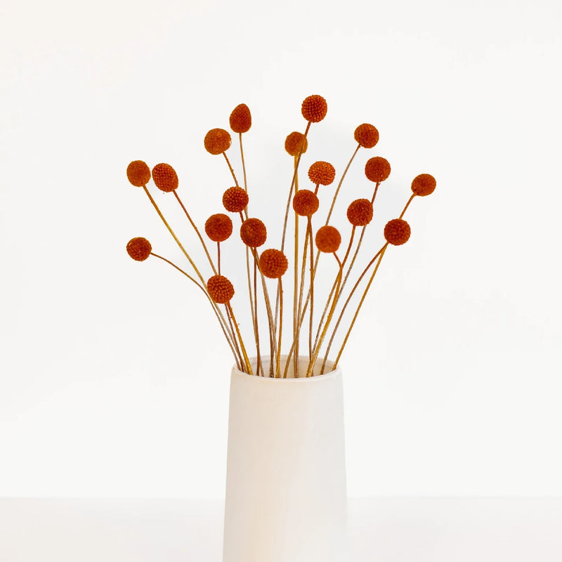Brown Dried Craspedia Billy Ball Vase - Image
